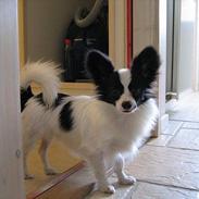 Papillon Alexander