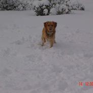 Golden retriever Nicky