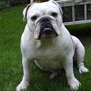 Engelsk bulldog Mulle