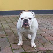 Engelsk bulldog Mulle