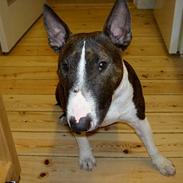 Bullterrier miniature Julli