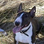 Bullterrier miniature Julli