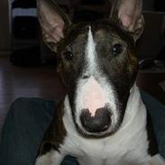 Bullterrier miniature Julli