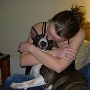 Bullterrier miniature Julli