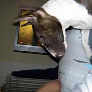 Bullterrier miniature Julli