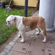 Engelsk bulldog Mulle