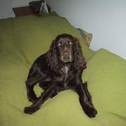 Cocker spaniel Tjili