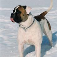 Amerikansk bulldog Zorro