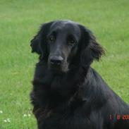 Flat coated retriever Tinke