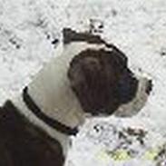 Amerikansk bulldog bas fået nyt hjem.snøft.