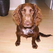 Field Trial spaniel Rocco