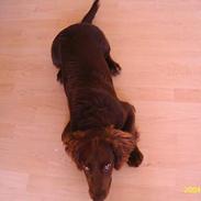 Field Trial spaniel Rocco