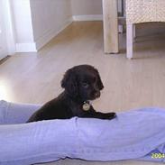 Field Trial spaniel Rocco