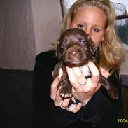 Field Trial spaniel Rocco