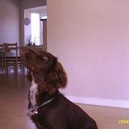 Field Trial spaniel Rocco