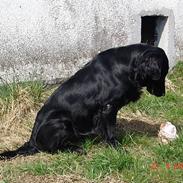 Flat coated retriever Tinke