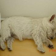 West highland white terrier Victor