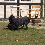 Labrador retriever Model og Emma