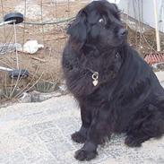 Newfoundlænder Balu