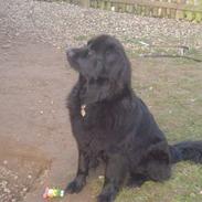 Newfoundlænder Balu