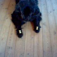 Newfoundlænder Balu