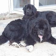 Newfoundlænder Balu