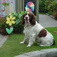 Engelsk springer spaniel hansi ( rico )