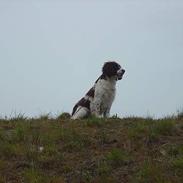 Engelsk springer spaniel hansi ( rico )