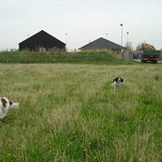 Engelsk springer spaniel hansi ( rico )