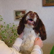 Engelsk springer spaniel hansi ( rico )