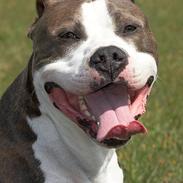 Amerikansk staffordshire terrier Jake - R.I.P  04/08-11  R.I.P