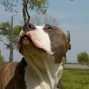 Amerikansk staffordshire terrier Jake - R.I.P  04/08-11  R.I.P