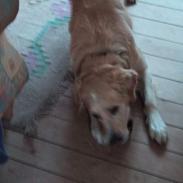 Golden retriever Asterix