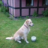Golden retriever Asterix