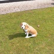 Beagle Molly