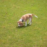 Beagle Molly