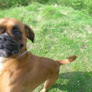 Boxer theatris/thea R.I.P.  :,(