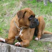 Boxer theatris/thea R.I.P.  :,(
