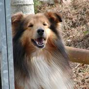 Shetland sheepdog Seiko