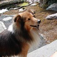 Shetland sheepdog Seiko