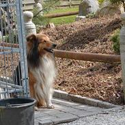 Shetland sheepdog Seiko