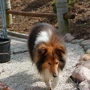 Shetland sheepdog Seiko