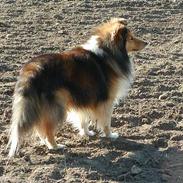 Shetland sheepdog Seiko