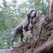 Amerikansk staffordshire terrier Bonzo *Himmelhund, den smukkeste af alle*