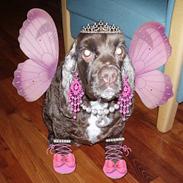 Amerikansk cocker spaniel PRINSESSE Tessa