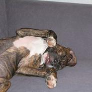 Amerikansk staffordshire terrier Zica