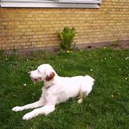 Engelsk setter Cheik