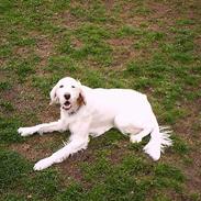 Engelsk setter Cheik