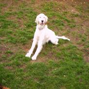 Engelsk setter Cheik