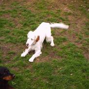 Engelsk setter Cheik